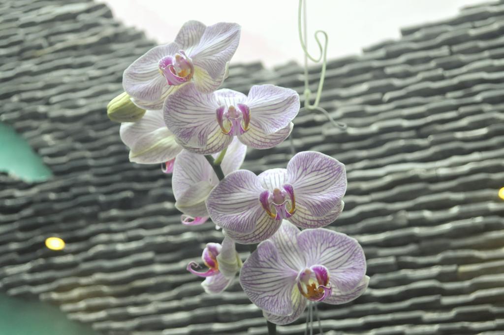 Green Coco Homestay Hoi An Room photo